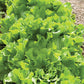 Green Curled Endive Chicory