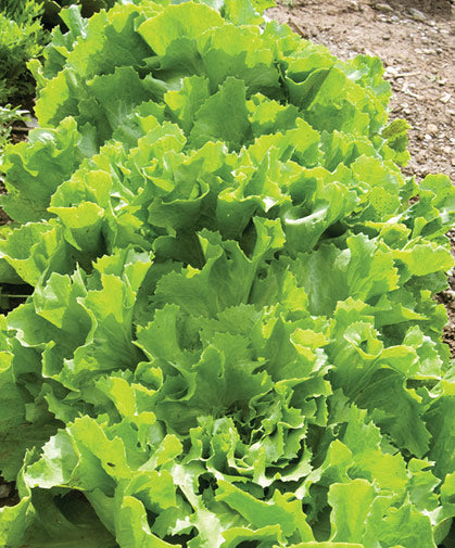 Green Curled Endive Chicory