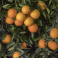 Marr's Early Sweet Orange Budwood citrus plant material online shopping