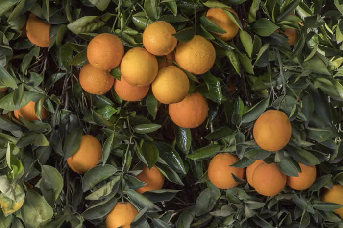 Marr's Early Sweet Orange Budwood citrus plant material online shopping