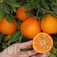 Fina Clementine Budwood citrus plant material online shopping