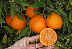 Fina Clementine Budwood citrus plant material online shopping