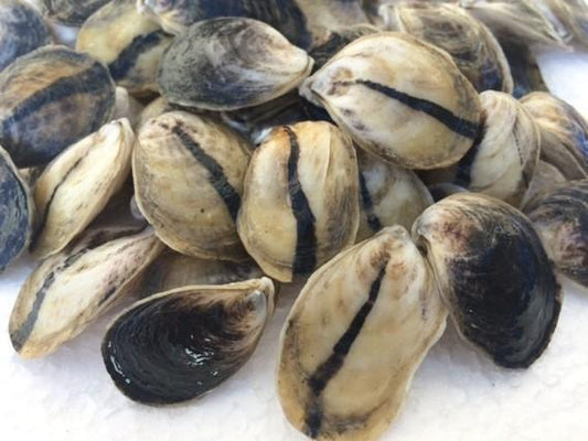 Haskin NEH® Oyster Seed ME