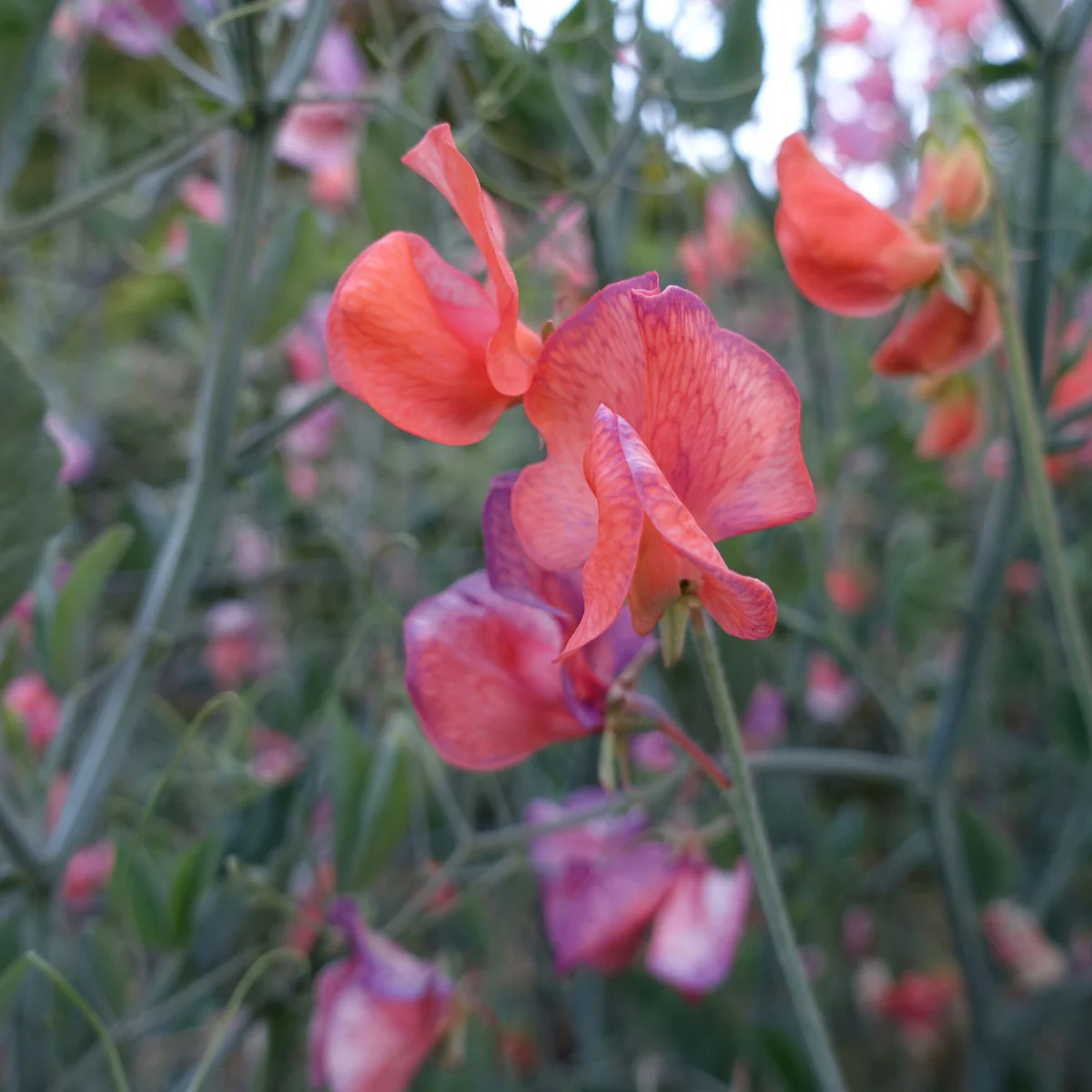 Blue Vein Sweet Pea