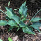 Twinkle Little Star Hosta Plants online shopping