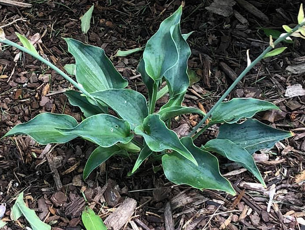 Twinkle Little Star Hosta Plants online shopping