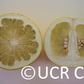 Thong Dee US 145 Pummelo Budwood citrus plant material online shopping