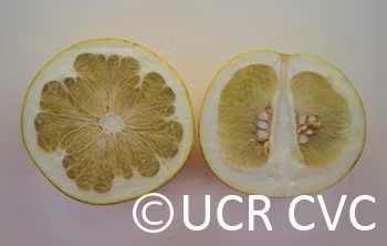 Thong Dee US 145 Pummelo Budwood citrus plant material online shopping