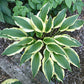 Long Tail Lights Hosta Plants online shopping