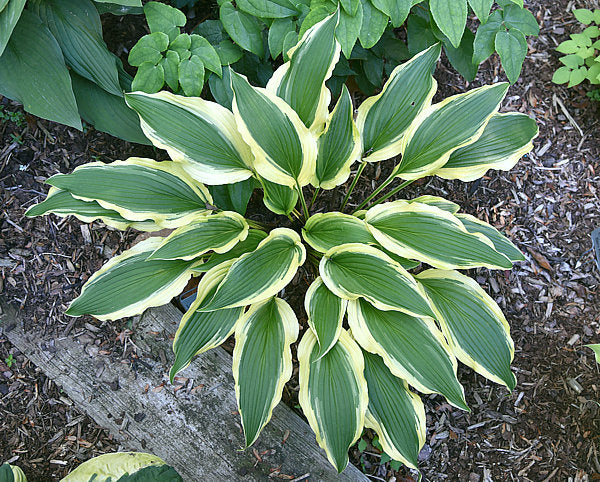 Long Tail Lights Hosta Plants online shopping
