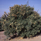 Flying Dragon Trifoliate Budwood citrus plant material online shopping