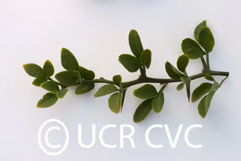 Rubidoux Trifoliate Seed citrus plant material online shopping