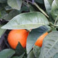 Temple x Minneola Tangor Mandarin Budwood citrus plant material online shopping