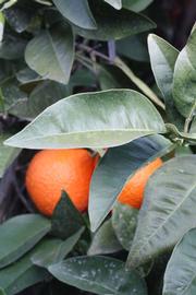 Temple x Minneola Tangor Mandarin Budwood citrus plant material online shopping