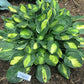 Warwick Comet Hosta Plants online shopping