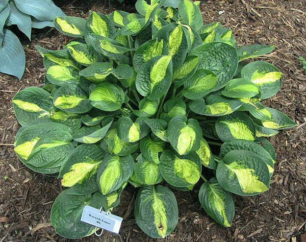 Warwick Comet Hosta Plants online shopping