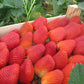 Renewal Early Short Day Strawberry