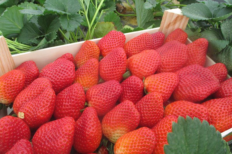 Renewal Early Short Day Strawberry