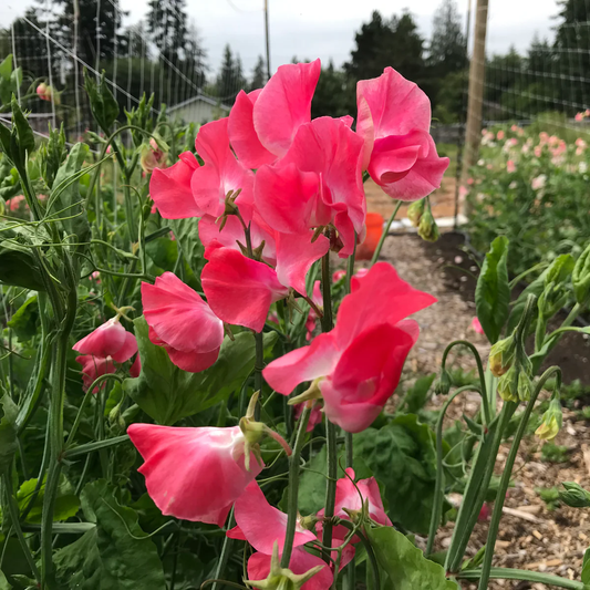 Happy Birthday Sweet Pea seeds online shopping