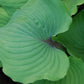 Paradise Red Delight Hosta Plants online shopping