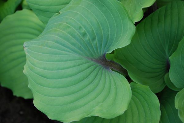 Paradise Red Delight Hosta Plants online shopping