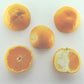 Armstrong Satsuma Mandarin Budwood citrus plant material online shopping