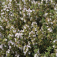 Thyme - Thym