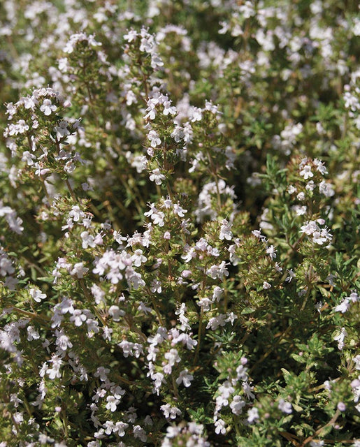 Thyme - Thym