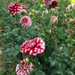 Checkers Dahlia