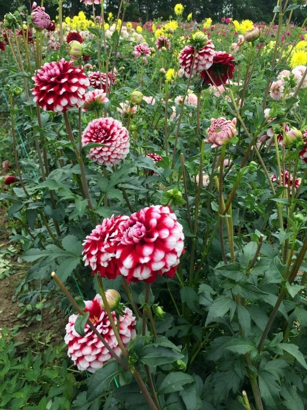 Checkers Dahlia