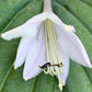 Voices In The Wind Hosta Plants online shopping
