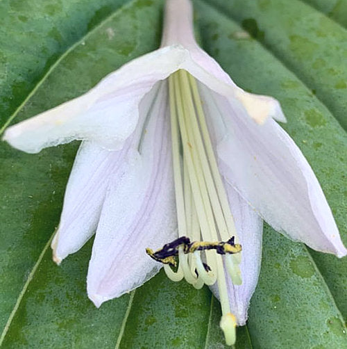 Voices In The Wind Hosta Plants online shopping