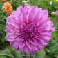 Vassio Meggos Dahlia Plants online shopping