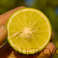 Giant Key Lime Budwood citrus plant material online shopping