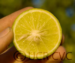 Giant Key Lime Budwood citrus plant material online shopping