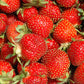 Tristar Everbearing Strawberry