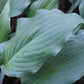Peek A Boo Hosta Plants online shopping