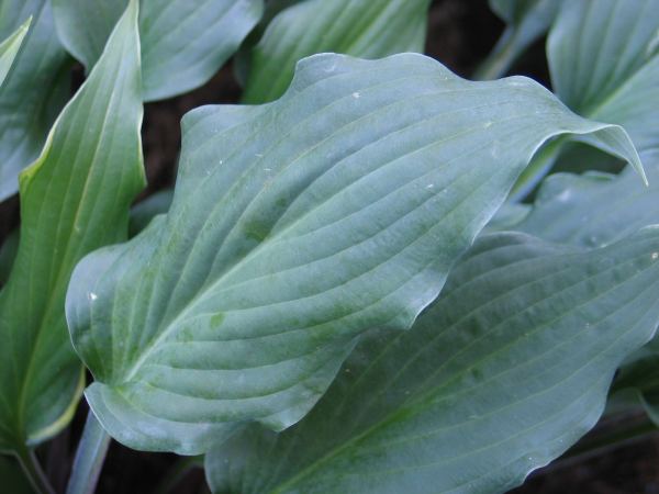 Peek A Boo Hosta Plants online shopping