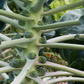 Nautic Coated Organic Brussels Sprout