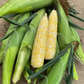 Solstice F1 Corn