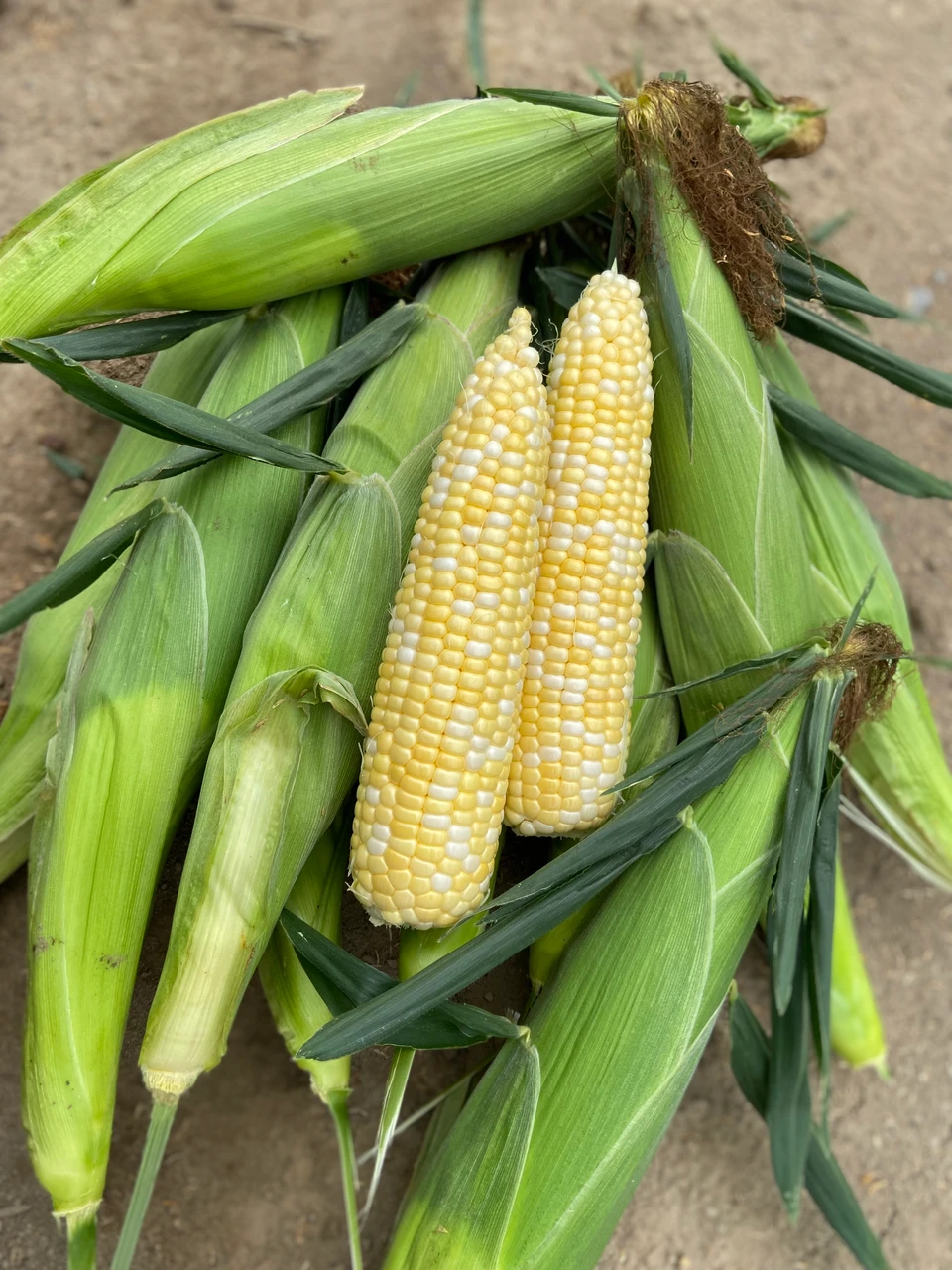 Solstice F1 Corn