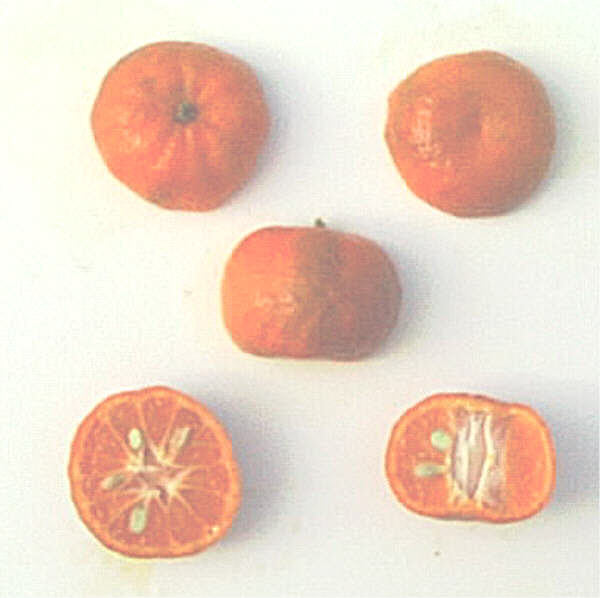 Cleopatra Mandarin Budwood citrus plant material online shopping