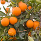 Cogan Navel Orange Budwood citrus plant material online shopping