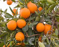 Cogan Navel Orange Budwood citrus plant material online shopping