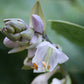 Smoke Signals Hosta Plants online shopping