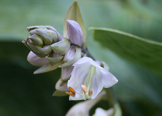 Smoke Signals Hosta Plants online shopping