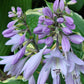 Leather And Lace Hosta Plants online shopping