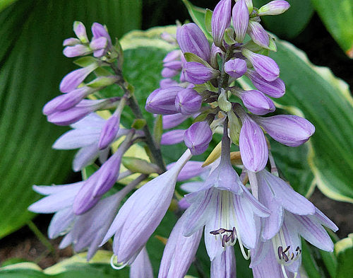 Leather And Lace Hosta Plants online shopping