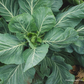 Champion Organic Collard