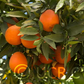 Excalibur Red Lime Hybrid Budwood citrus plant material online shopping